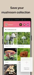 Picture Mushroom - Mushroom ID Screenshot