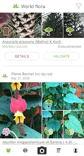 PlantNet Plant Identification Screenshot