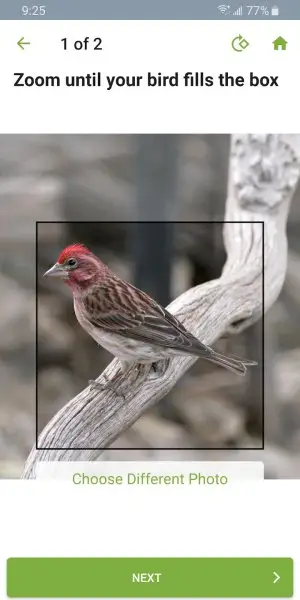 Merlin Bird ID by Cornell Lab Screenshot