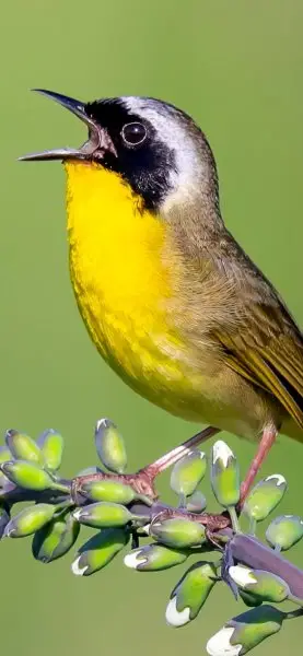 Merlin Bird ID by Cornell Lab Screenshot