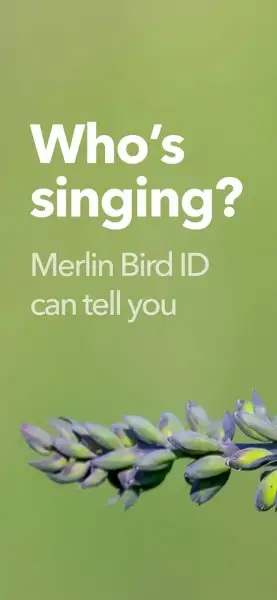 Merlin Bird ID by Cornell Lab Screenshot